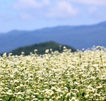 Naravno, zdravo in udobno naravno polnilo. Ajdov luščine Bonatura.